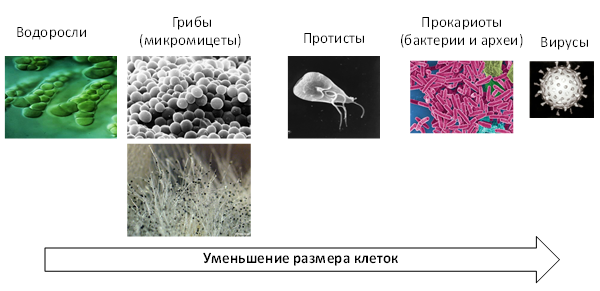 Микрофлора питьевой воды описание и определения| Лаборатория «МГУЛАБ»