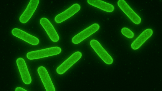 Микробиологические исследования воды